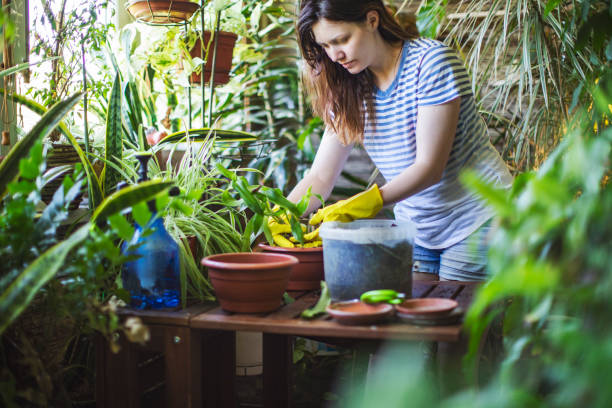 Things A Newbie Gardener Must Know Regarding Indoor Gardening
