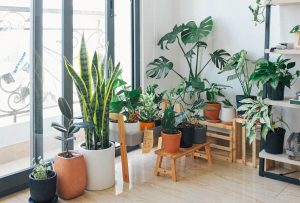 Beautiful Indoor Plants