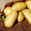 A Step By Step Guide For Growing Healthy Potatoes