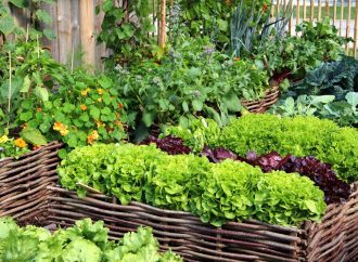 10 Creative Vegetable Garden Ideas To Inspire Your Green Thumb