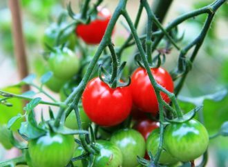 How To Grow Cherry Tomatoes From Seeds