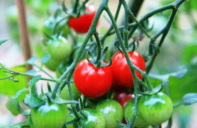 How To Grow Cherry Tomatoes From Seeds